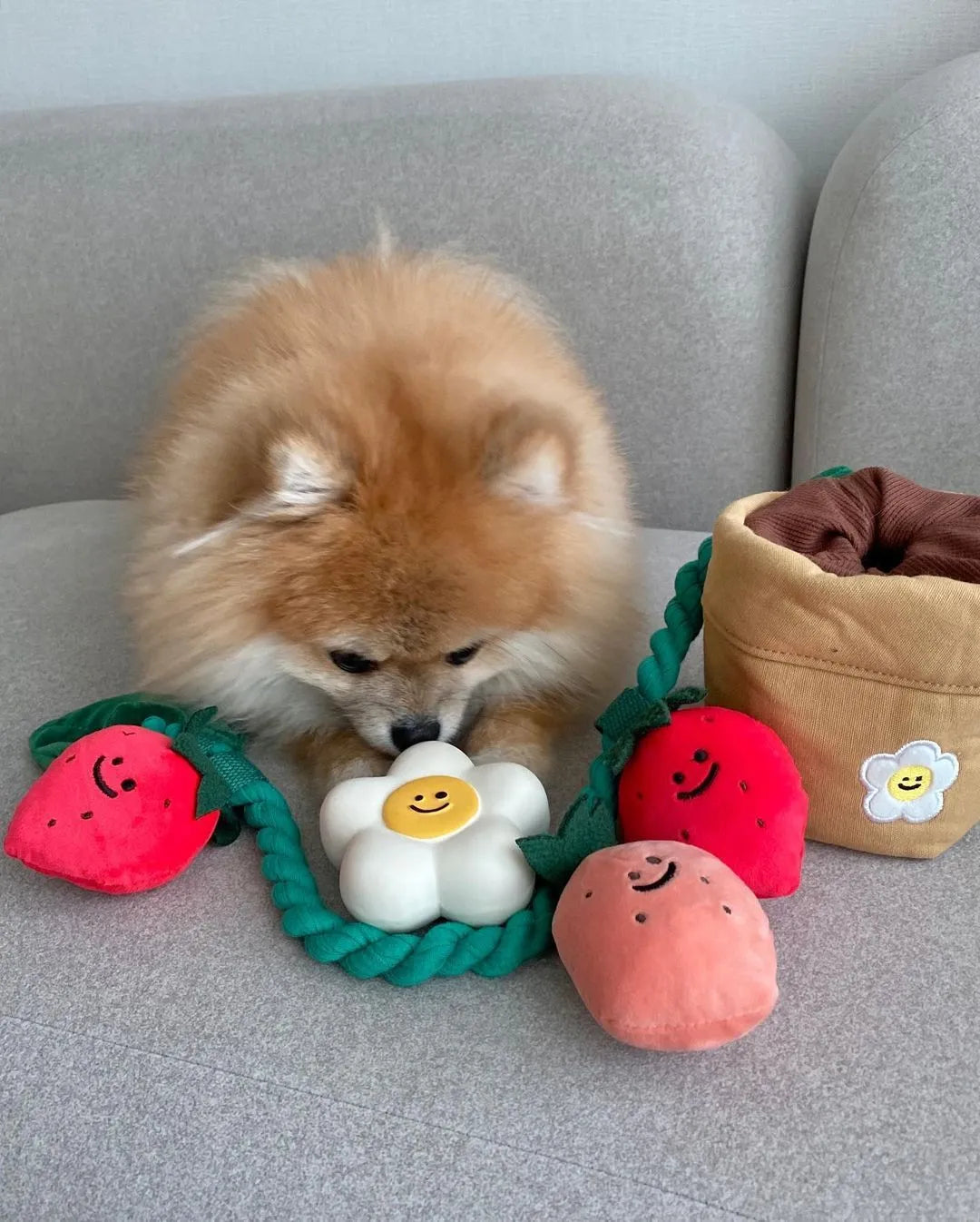 Strawberry potted plant set plush pull toy in photo colour for pet treat hiding