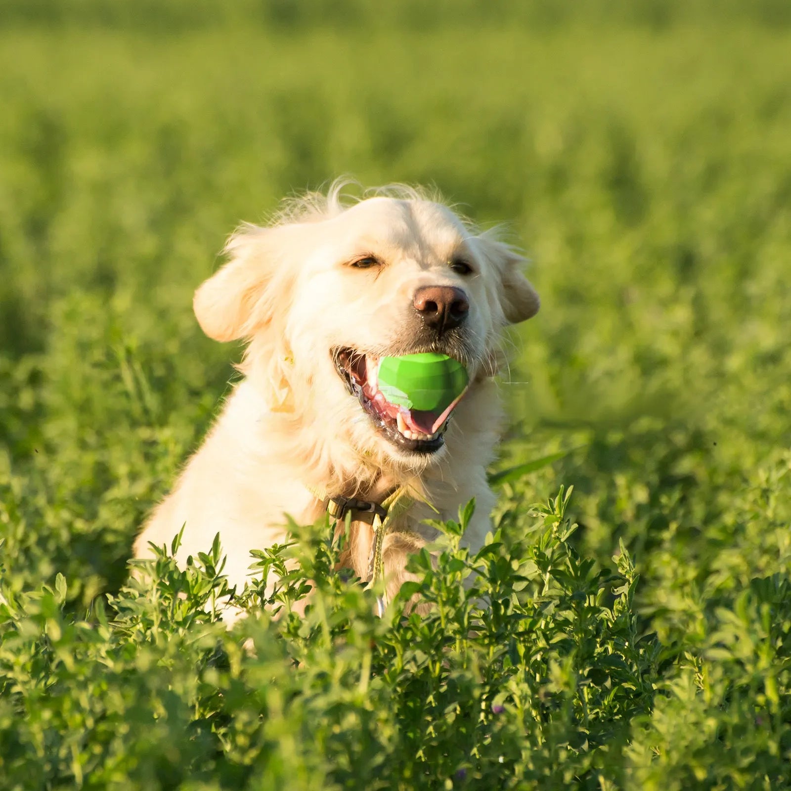 Green natural rubber dog squeaky toy for medium and large aggressive chewers