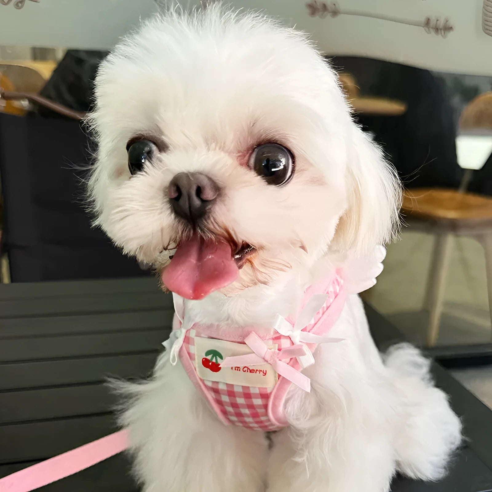Small dog cotton rope harness with chest and back attachment points in pink or black