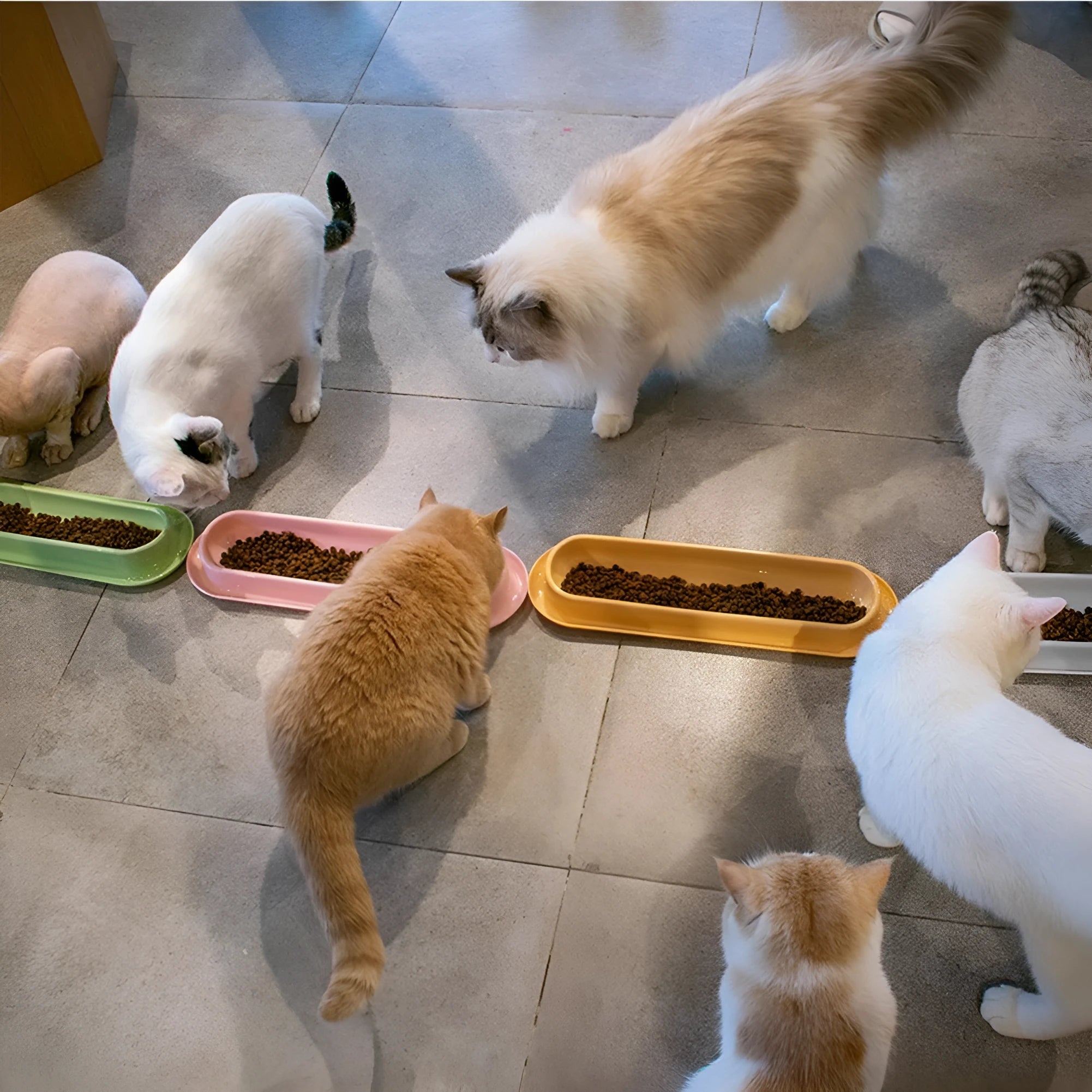 Green leakproof pet bowl set with non-slip rubber base for cats and dogs