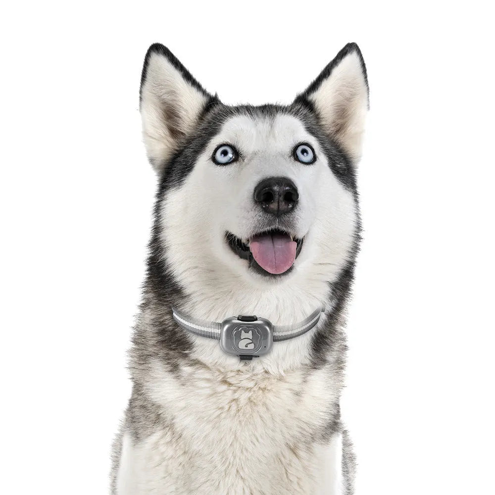 Black GF-07 pet GPS locator device with hanging rope attachment for dog or cat collar mounting