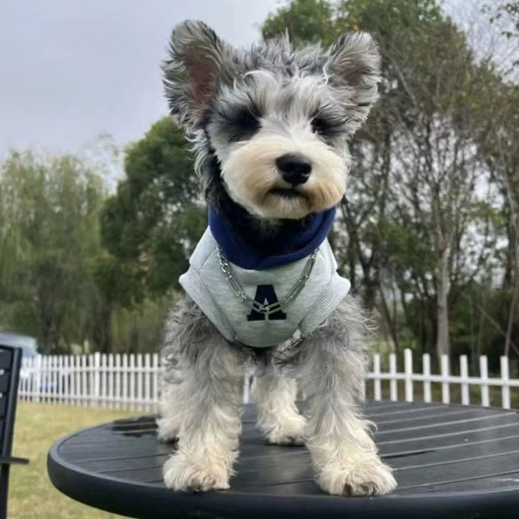 Blue and white colour-block pet hoodie with reflective letters on a dog