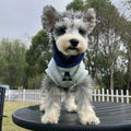 Blue and white colour-block pet hoodie with reflective letters on a dog