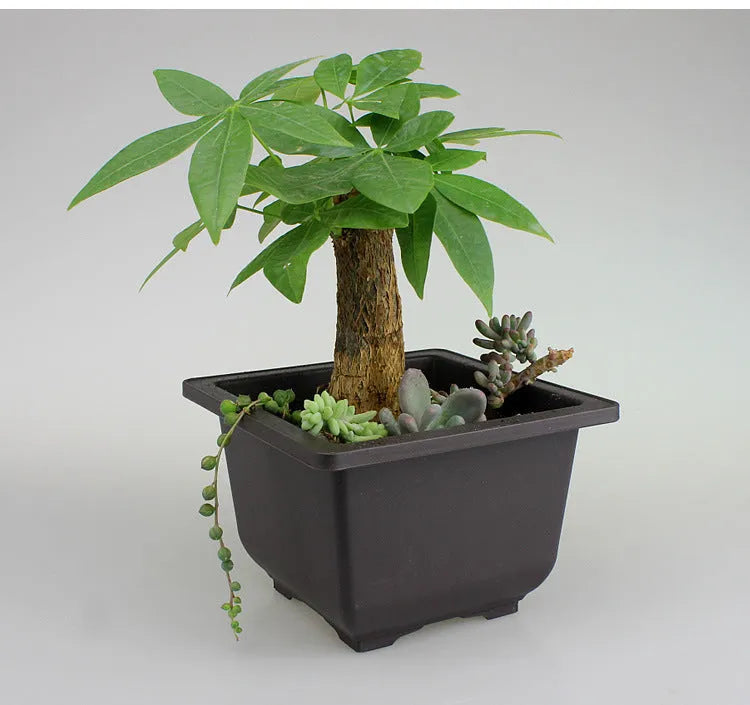 Dark brown antique-style recycled plastic flowerpot showing rectangular and square size options.