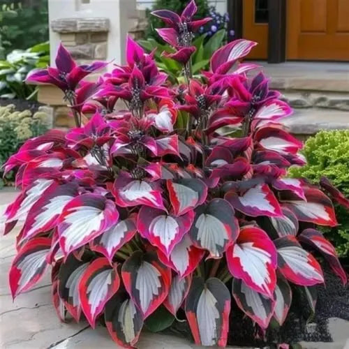 Pack of Coloured Leaves Jade Barrettes potted flower seeds showing 50 tablets in OPP packaging.