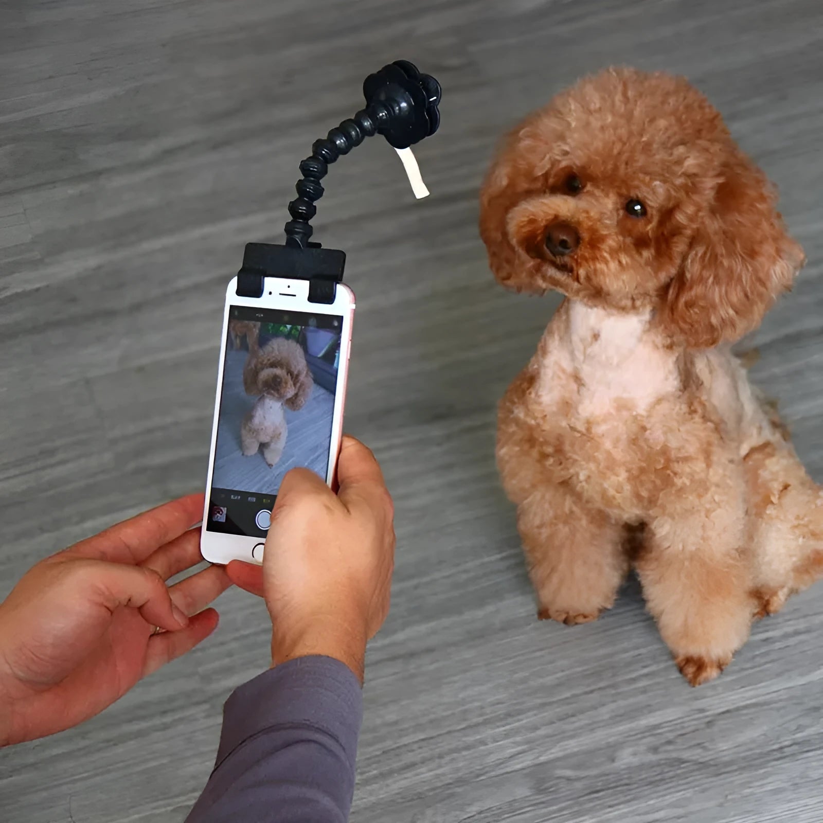 Black and white PVC pet selfie stick with a square clip and a flower clip on a blister card.