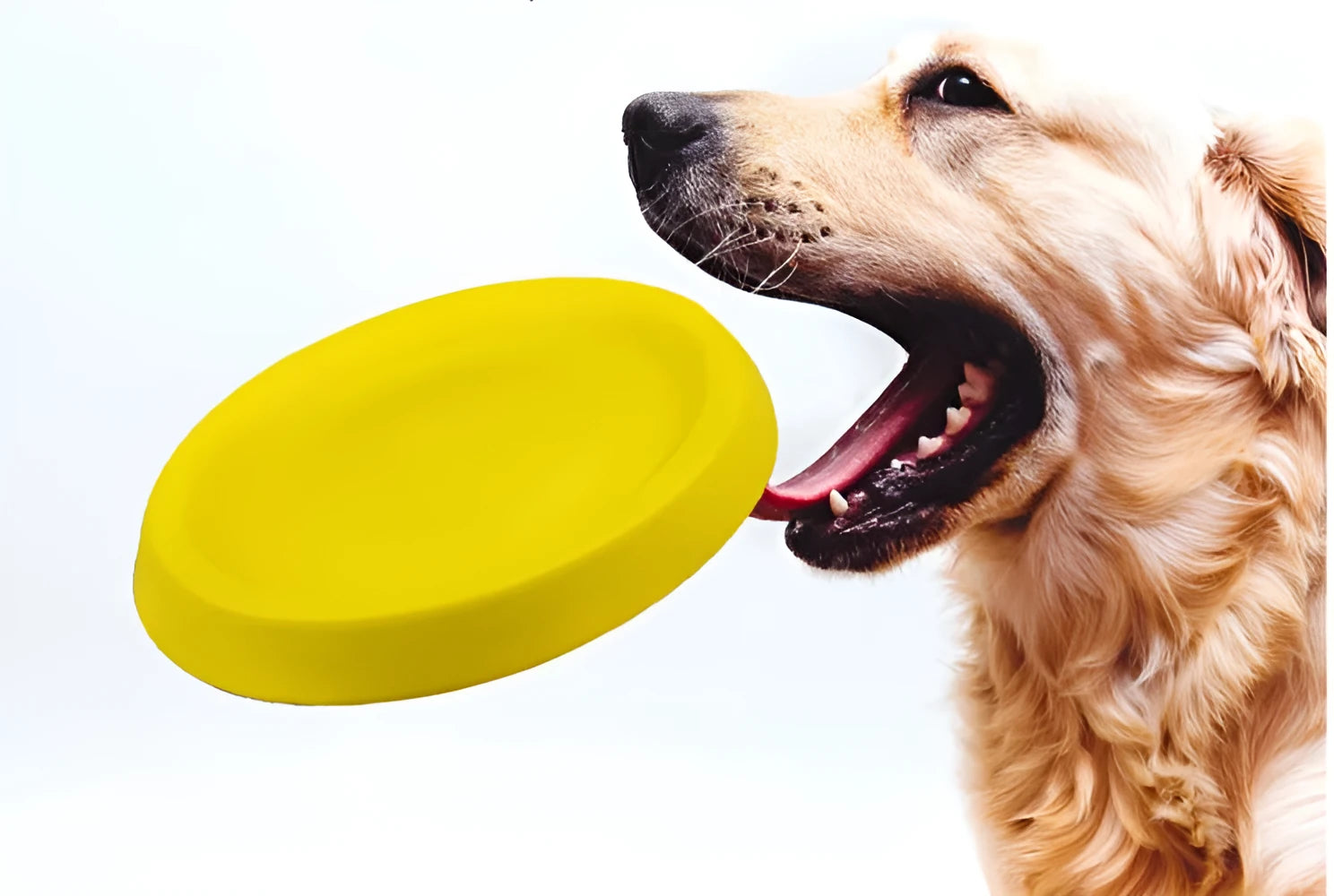 Bright yellow lightweight EVA dog training ball for throwing and fetch games.