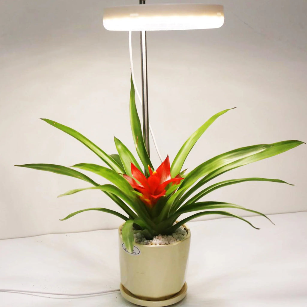 Full spectrum desk plant growth lamp with adjustable heads on a home office desk