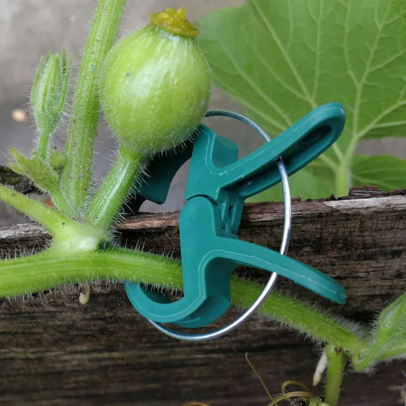 Green plastic and zinc plant fixing clips for supporting tomato vines and climbing plants in the garden.