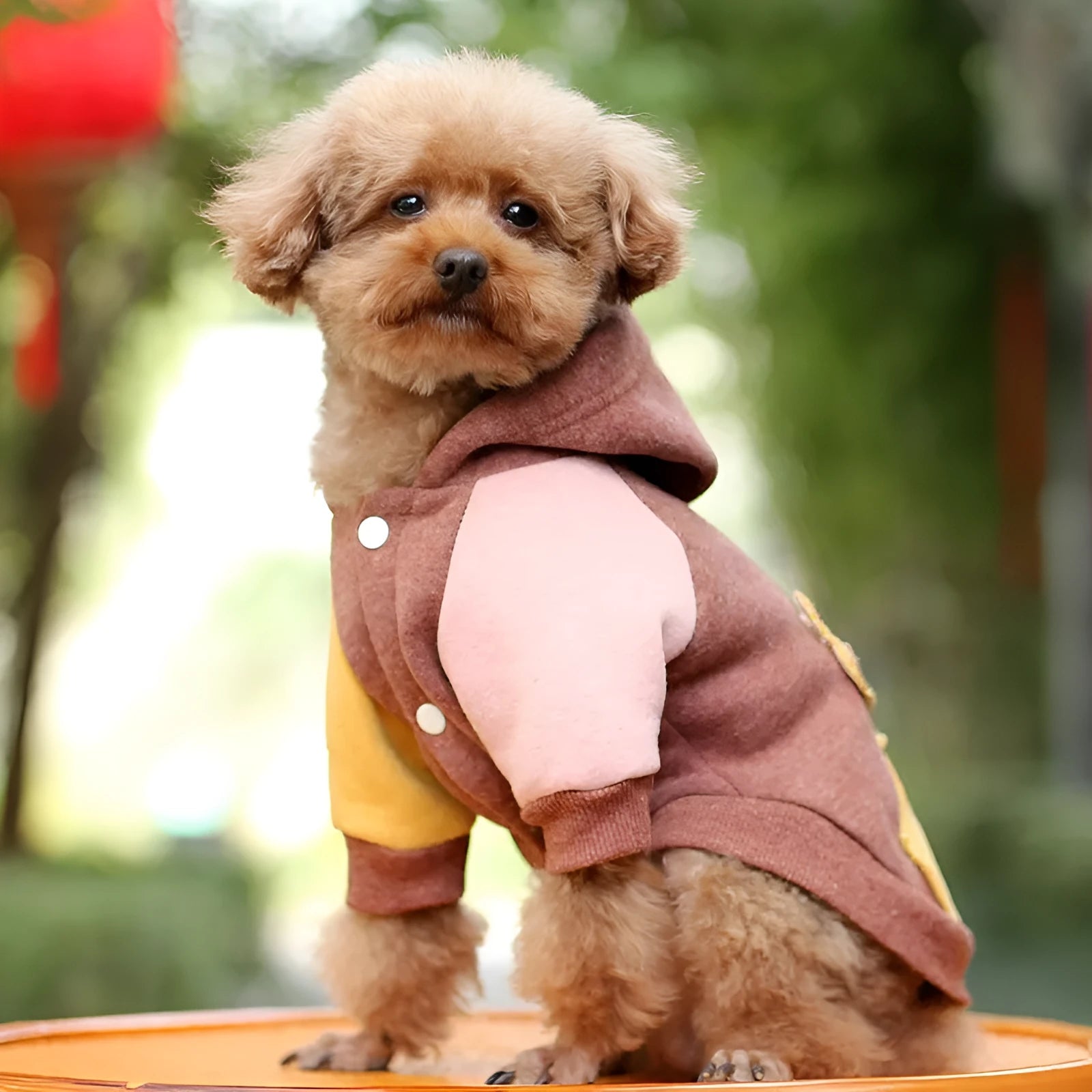 Cotton pet sweatshirt in brown, green or pink available in six dog sizes