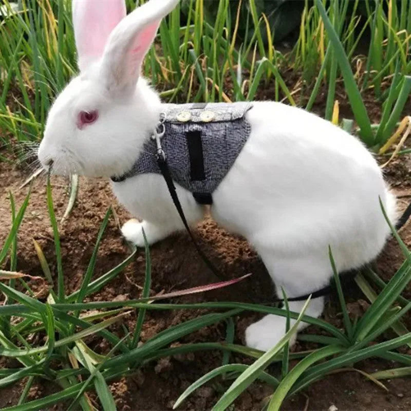 Grey cloth rabbit leash with dress in three sizes S M L chest strap