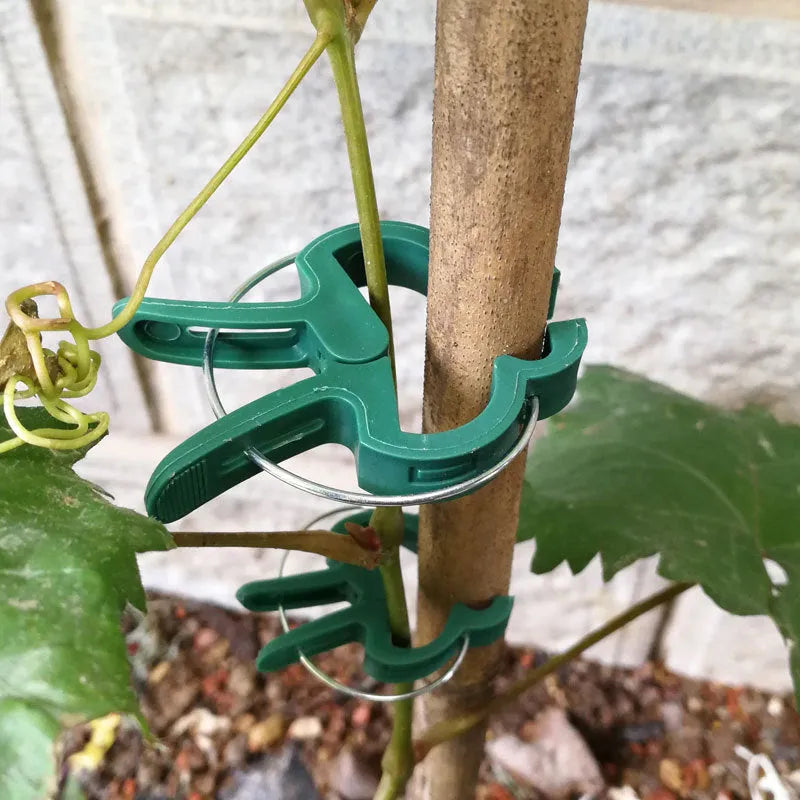 Green plastic and zinc plant fixing clips for supporting tomato vines and climbing plants in the garden.