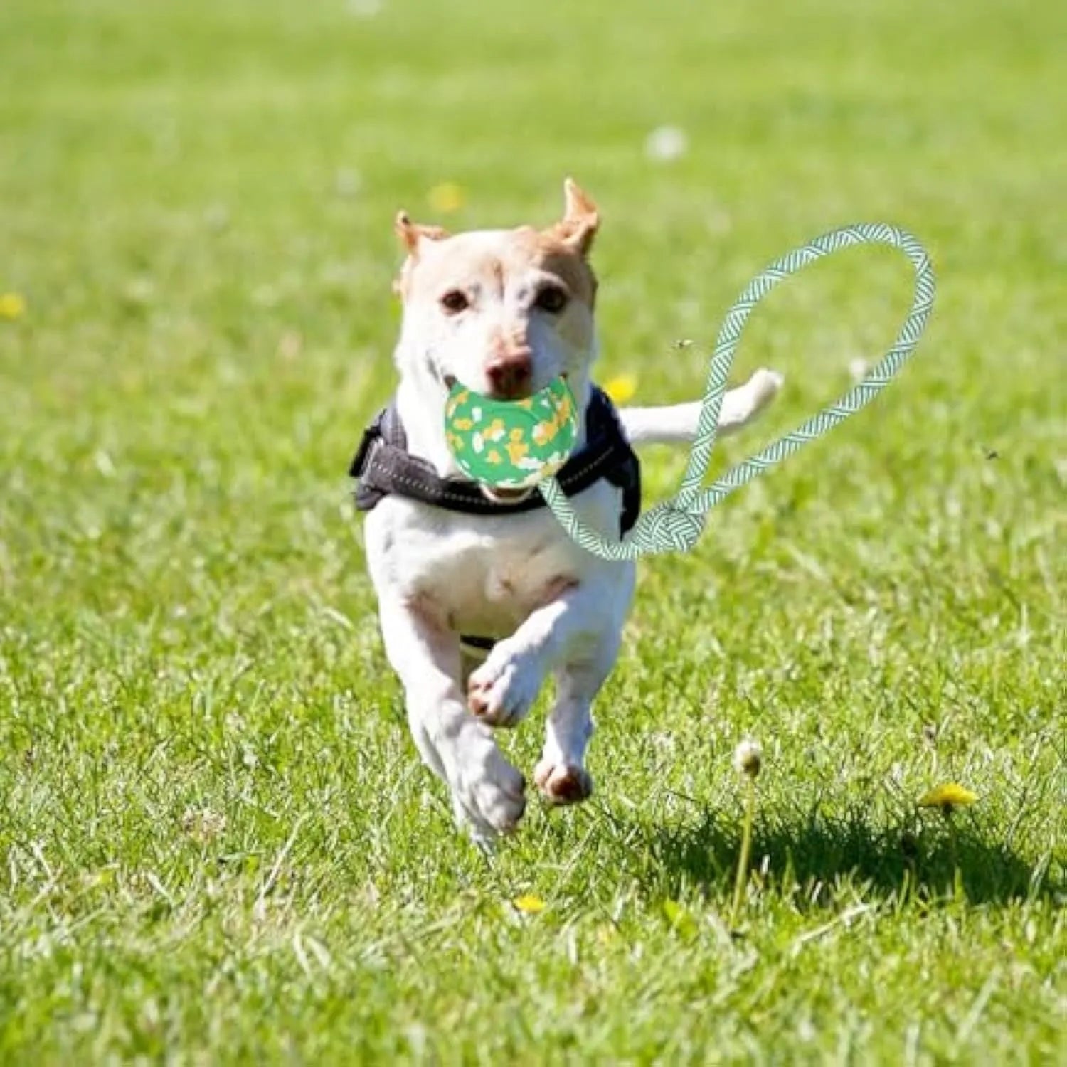 Natural rubber dog ball attached to a blue nylon rope for fetch and tug games.