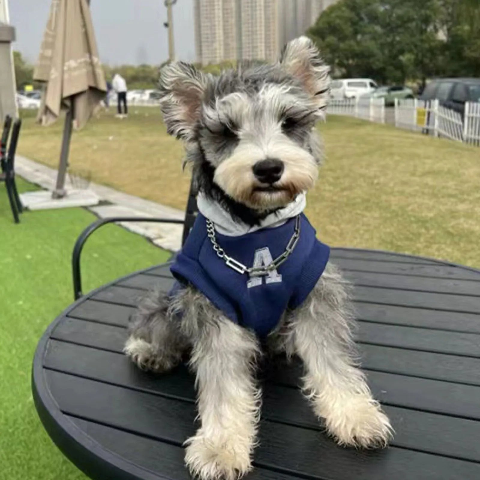 Blue and white colour-block pet hoodie with reflective letters on a dog