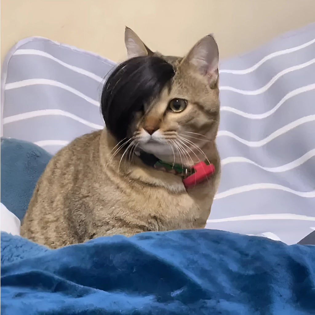 Black polyester fox-style braid wig for cats on a mannequin head.