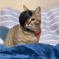 Black polyester fox-style braid wig for cats on a mannequin head.