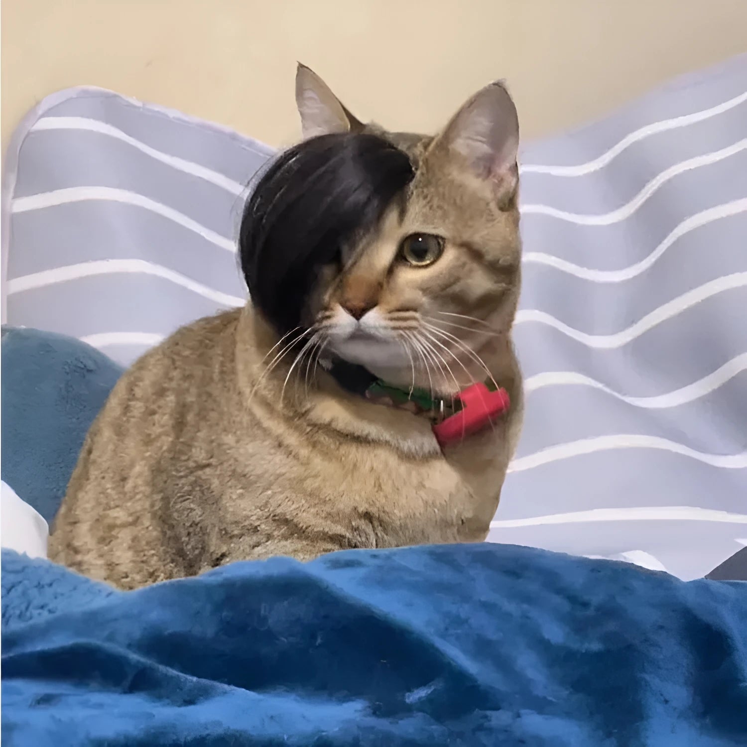 Black polyester fox-style braid wig for cats on a mannequin head.