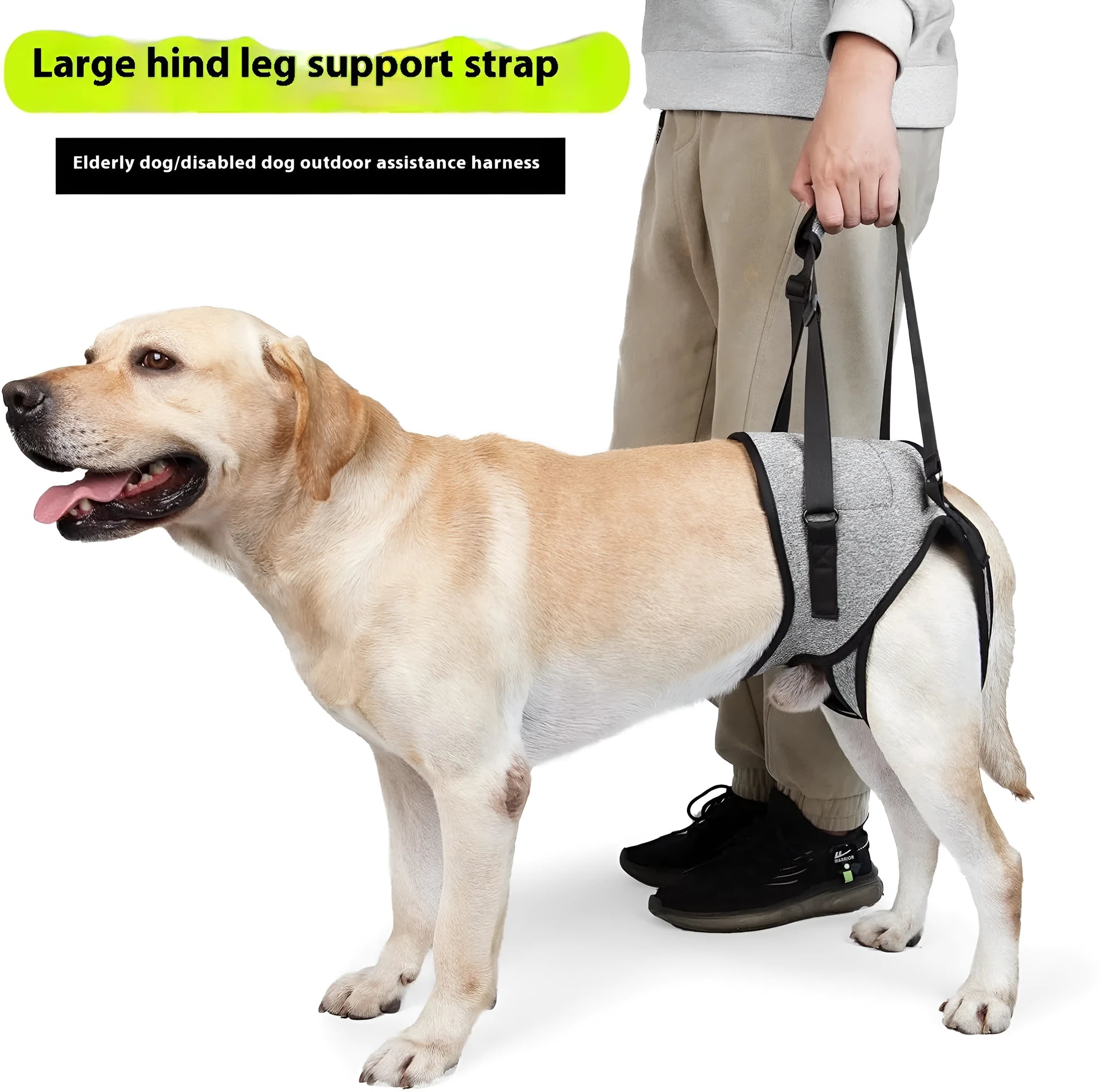 Grey neoprene dog rear leg recovery support belt wrapped around canine hindquarters