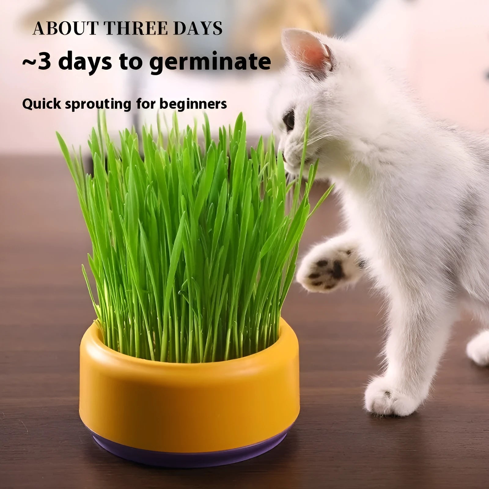 Hydroponic cat grass kit with soilless planting cups in blue, green and yellow colours containing cat grass seeds