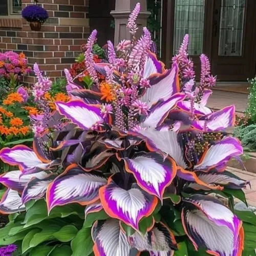 Pack of Coloured Leaves Jade Barrettes potted flower seeds showing 50 tablets in OPP packaging.