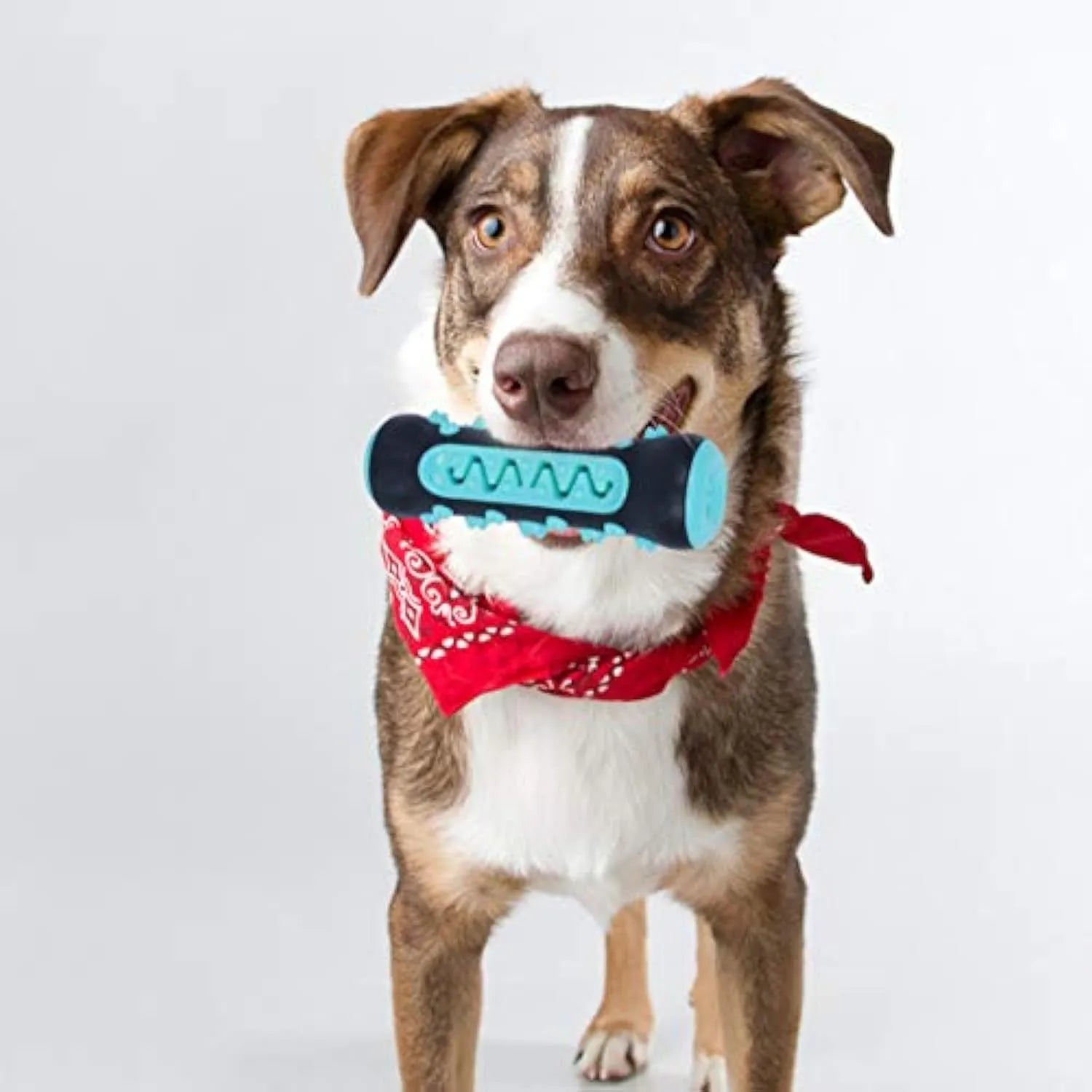 Natural rubber dog toothbrush chew toy in four colours: black/blue, blue, green, and yellow