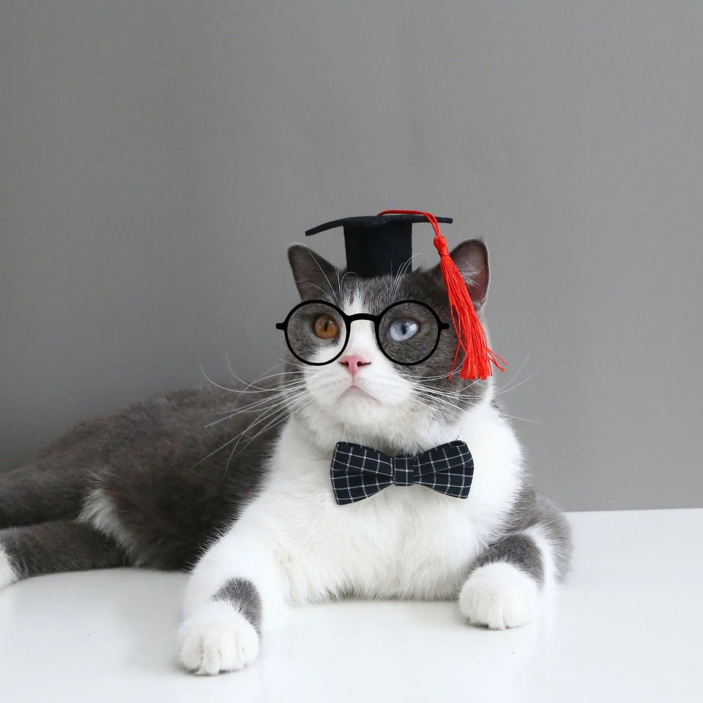 Small pet wearing a woolen felt doctor's degree hair band with a red cap bow tie attached