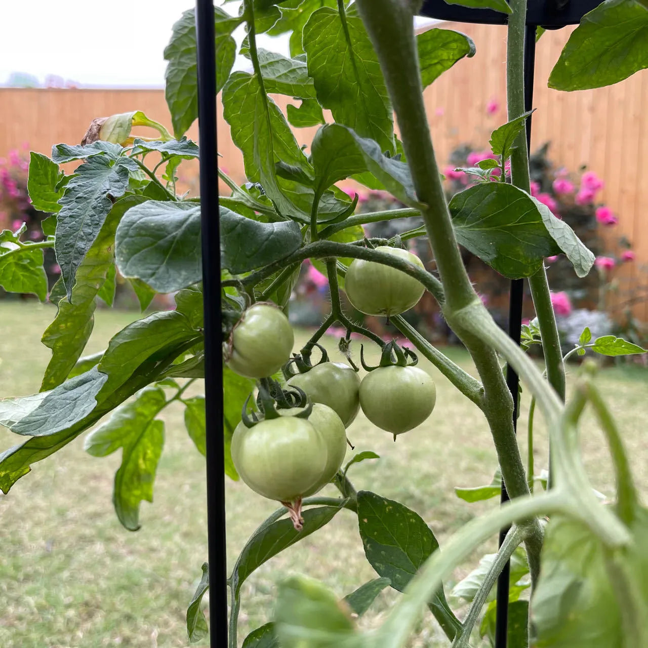 Dark green wrought iron climbing plant frame with grid lattice design