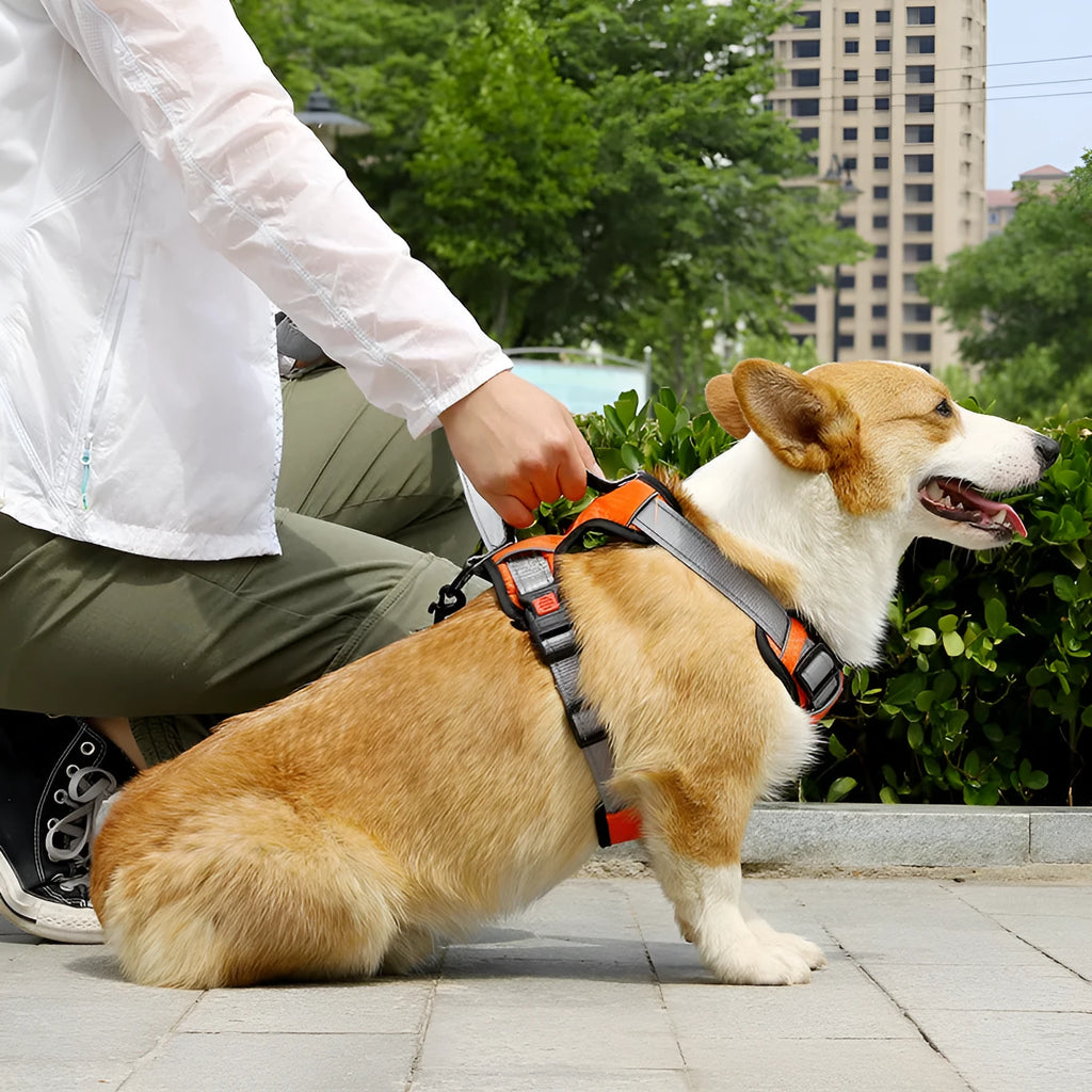 Adjustable polyester dog chest harness in various colours with optional hand holding rope