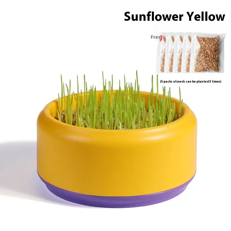 Hydroponic cat grass kit with soilless planting cups in blue, green and yellow colours containing cat grass seeds