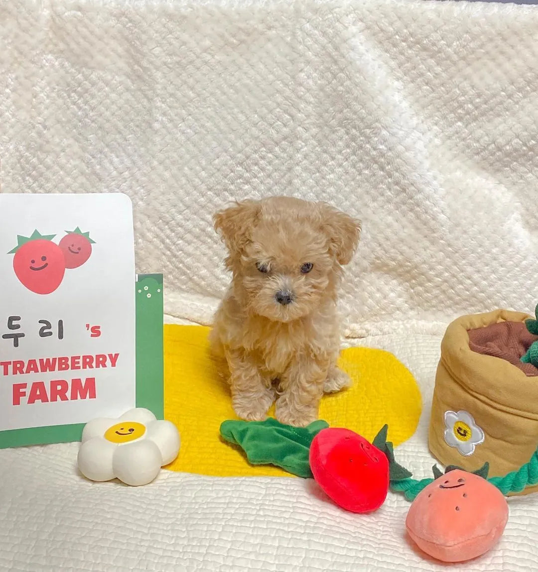 Strawberry potted plant set plush pull toy in photo colour for pet treat hiding