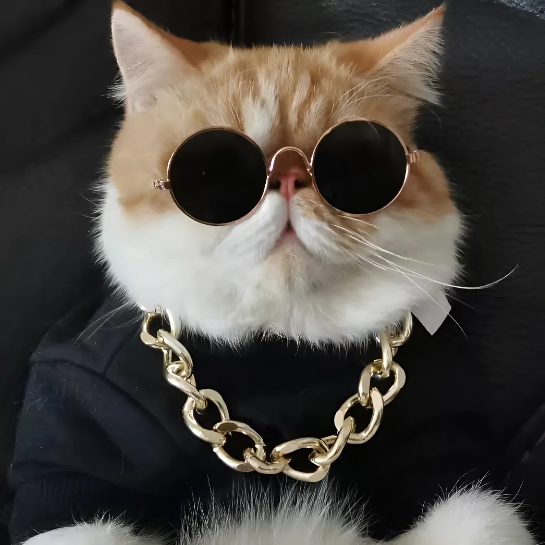 Cat wearing plaid lion headgear hat with gold chain and sunglasses