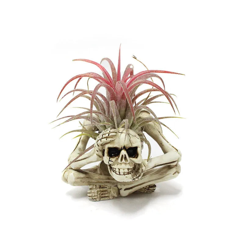 Gothic skull design resin bracket for Tillandsia air plants measuring 7×8×12.5cm