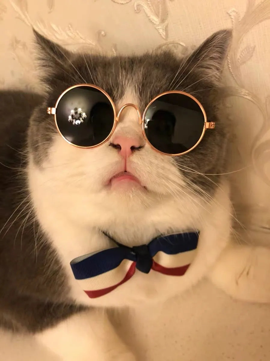 Cat wearing plaid lion headgear hat with gold chain and sunglasses