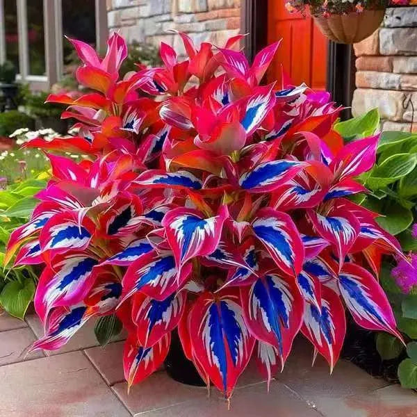 Pack of Coloured Leaves Jade Barrettes potted flower seeds showing 50 tablets in OPP packaging.