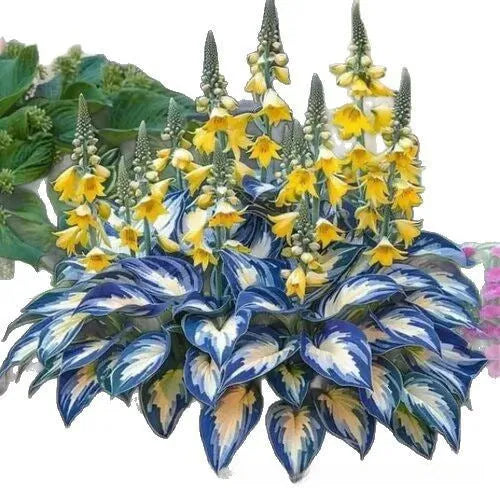 Pack of Coloured Leaves Jade Barrettes potted flower seeds showing 50 tablets in OPP packaging.