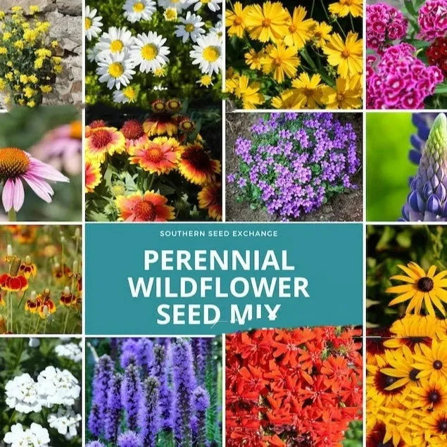 Packet of Purpleflower Holly Leaf mixed wildflower seeds for garden planting