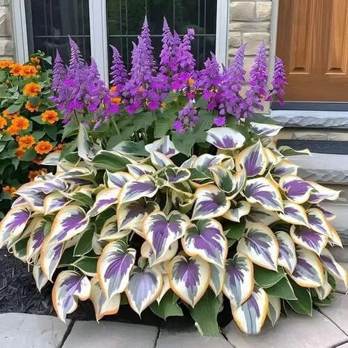 Pack of Coloured Leaves Jade Barrettes potted flower seeds showing 50 tablets in OPP packaging.