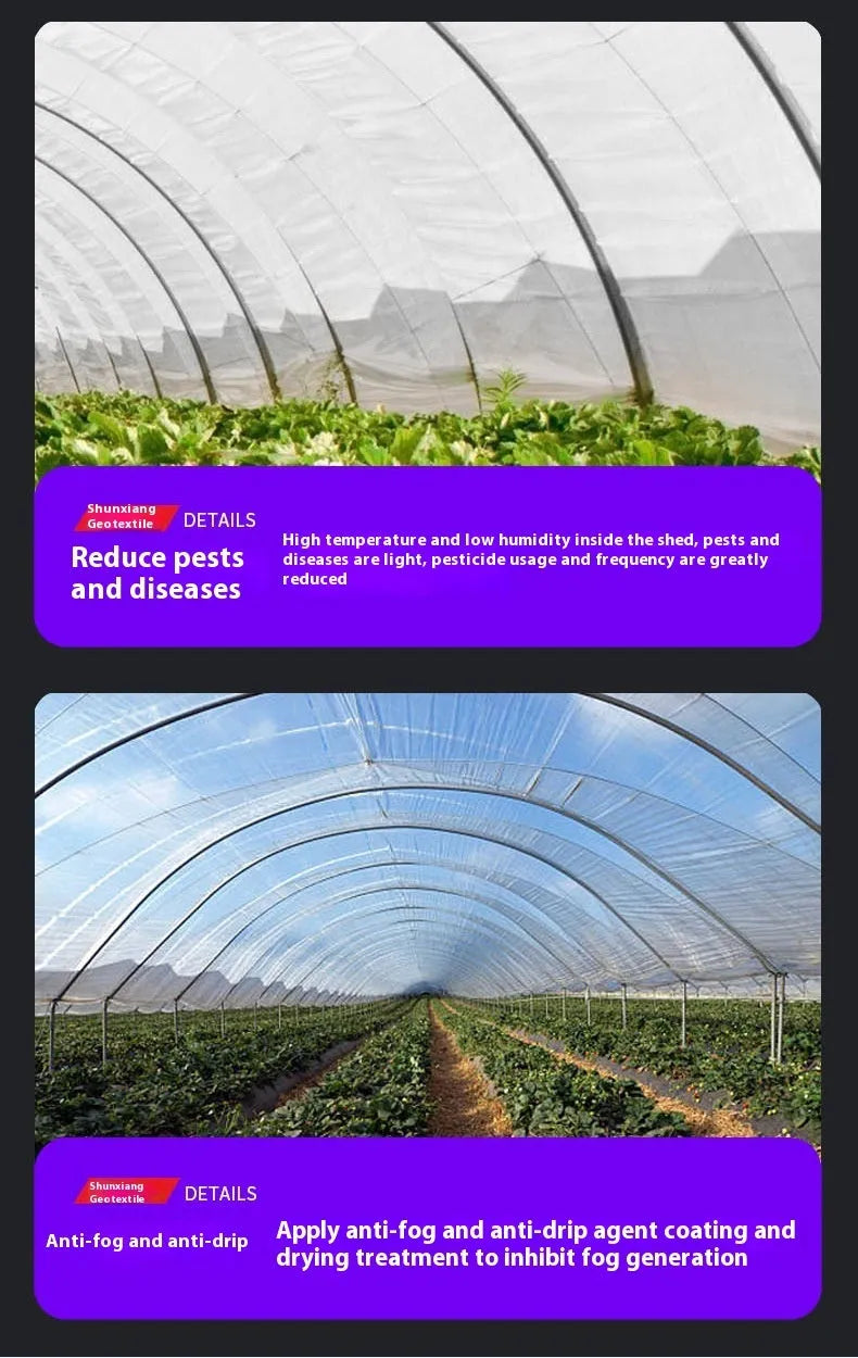 Roll of clear plastic greenhouse film for cold-proofing vegetable sheds, 4 metres by 8 metres.