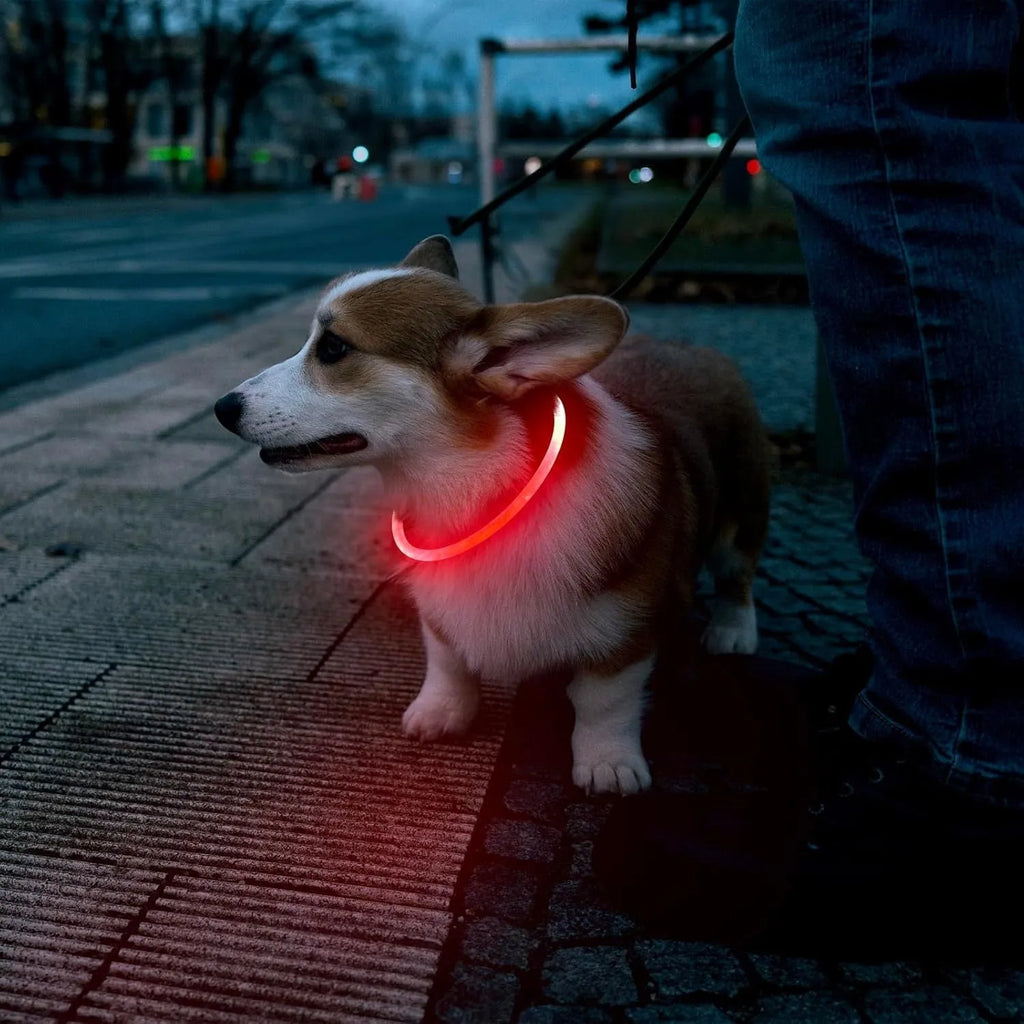 Blue LED dog collar glowing with adjustable TPU band and USB charging port visible