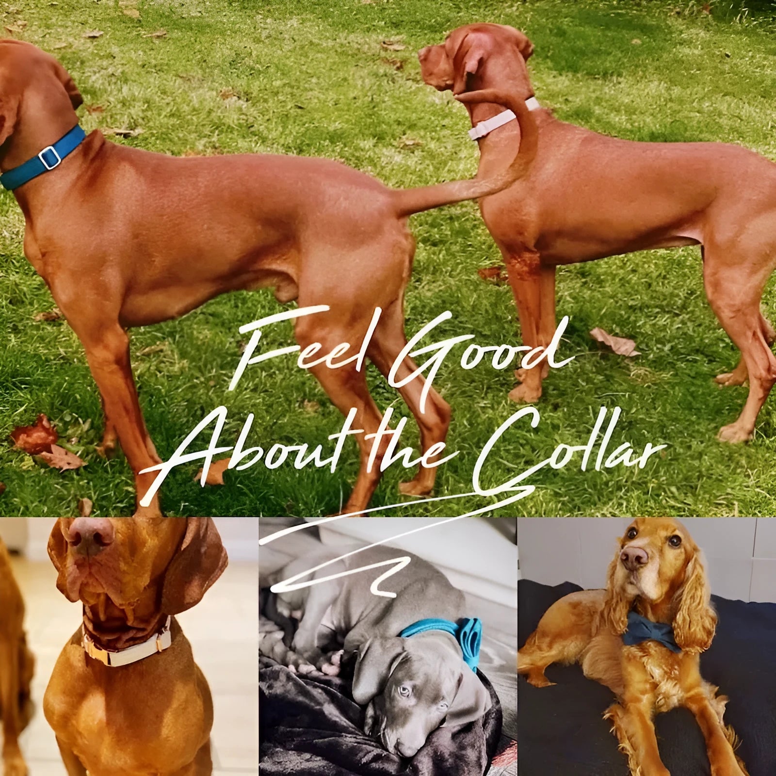 Personalised velvet dog collar and leash set with bow tie in multiple colours and sizes XXS to XL