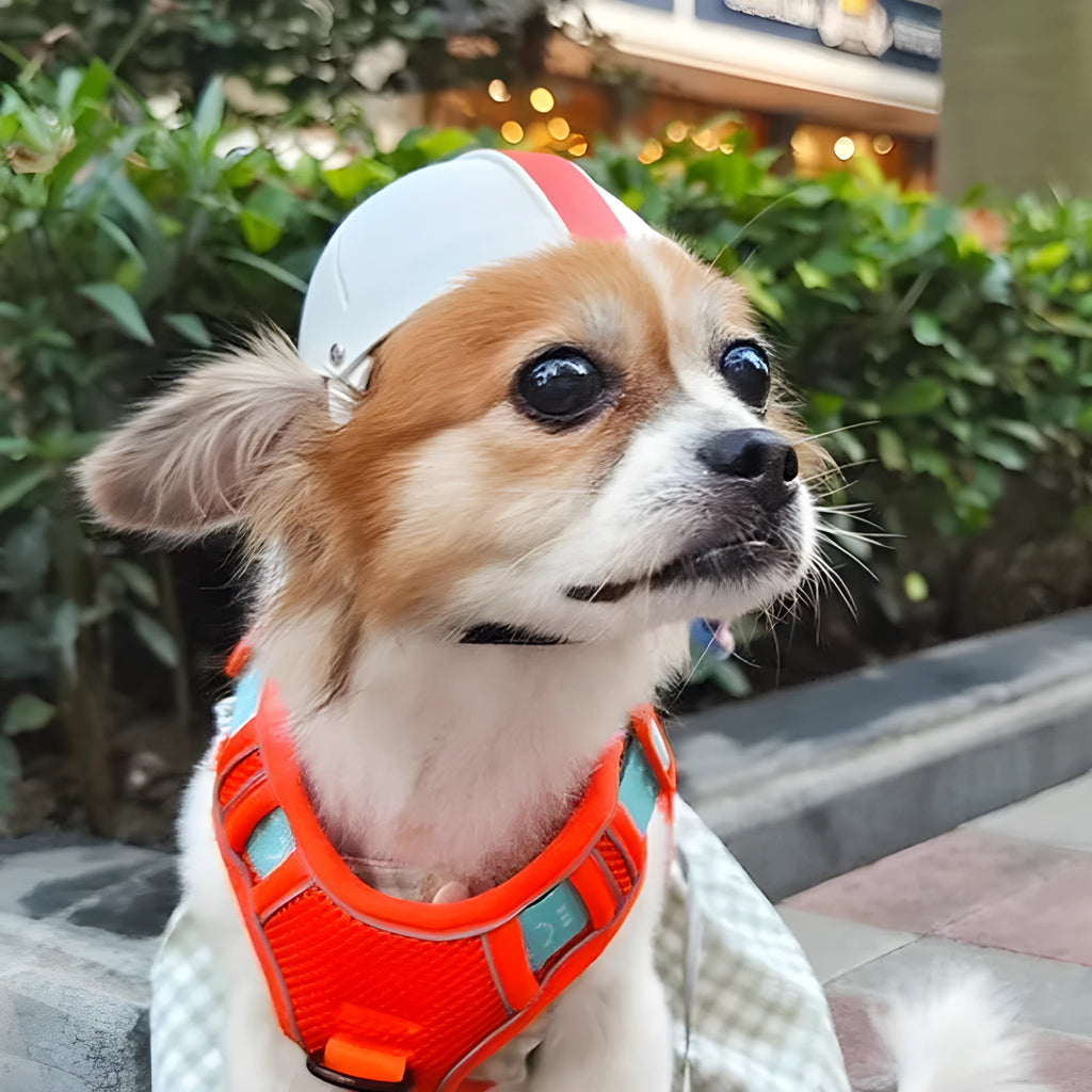 Pet motorcycle safety helmet in white orange and black & yellow colours, showing ABS shell and cotton lining.