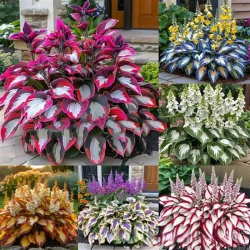 Pack of Coloured Leaves Jade Barrettes potted flower seeds showing 50 tablets in OPP packaging.