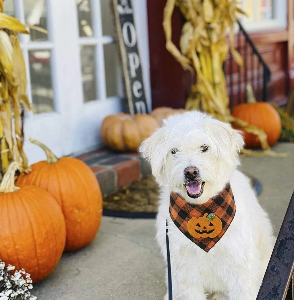 Orange and white Halloween dog plaid bandana with pumpkin and skeleton appliqués