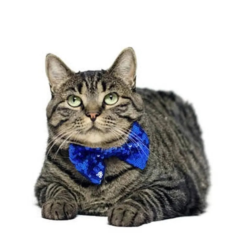 Blue non-woven pet birthday crown and bow set with 9.5cm diameter crown and 8cm bow