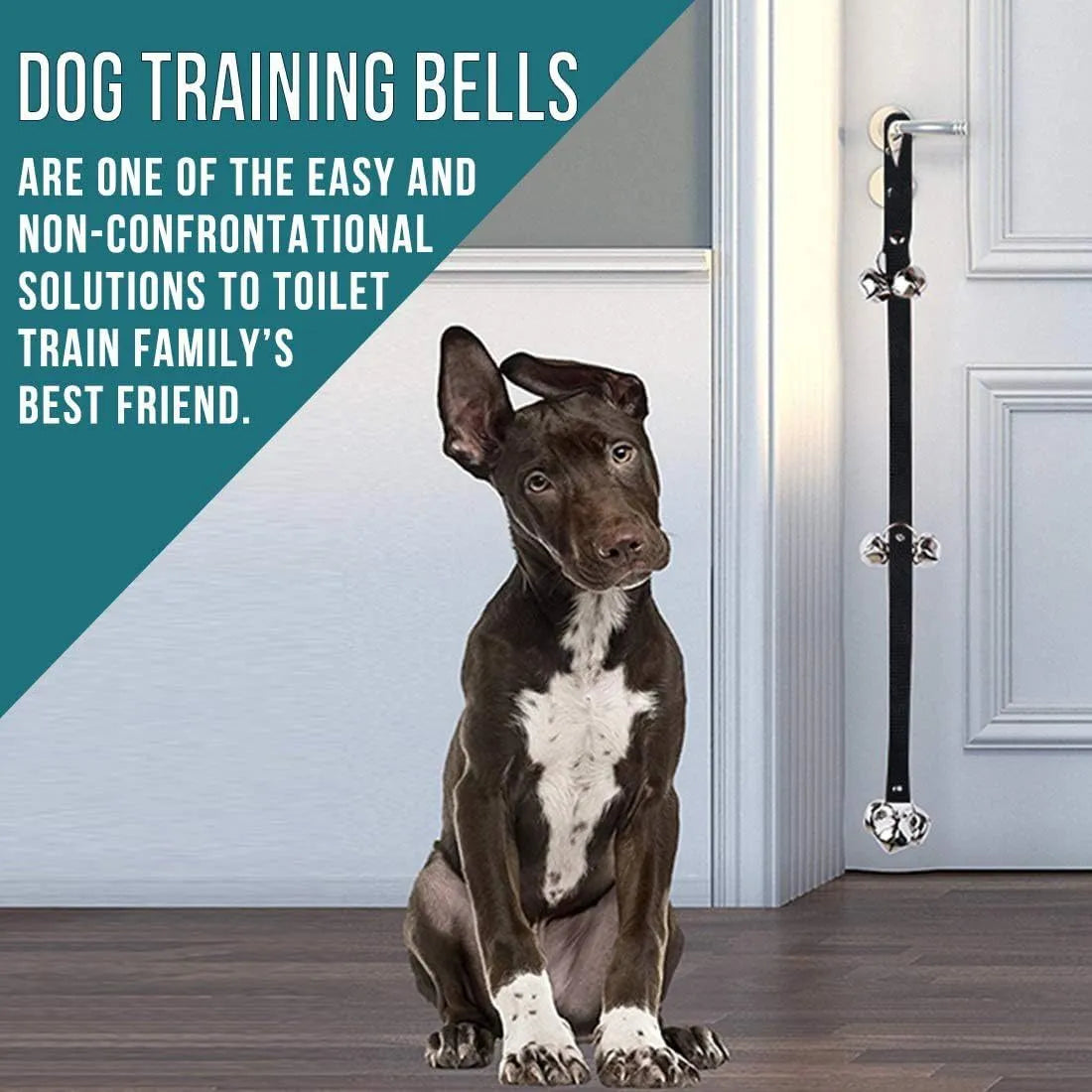 Adjustable dog training doorbell with shiny silver metal bells on a black nylon strap
