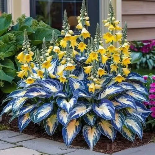 Pack of Coloured Leaves Jade Barrettes potted flower seeds showing 50 tablets in OPP packaging.