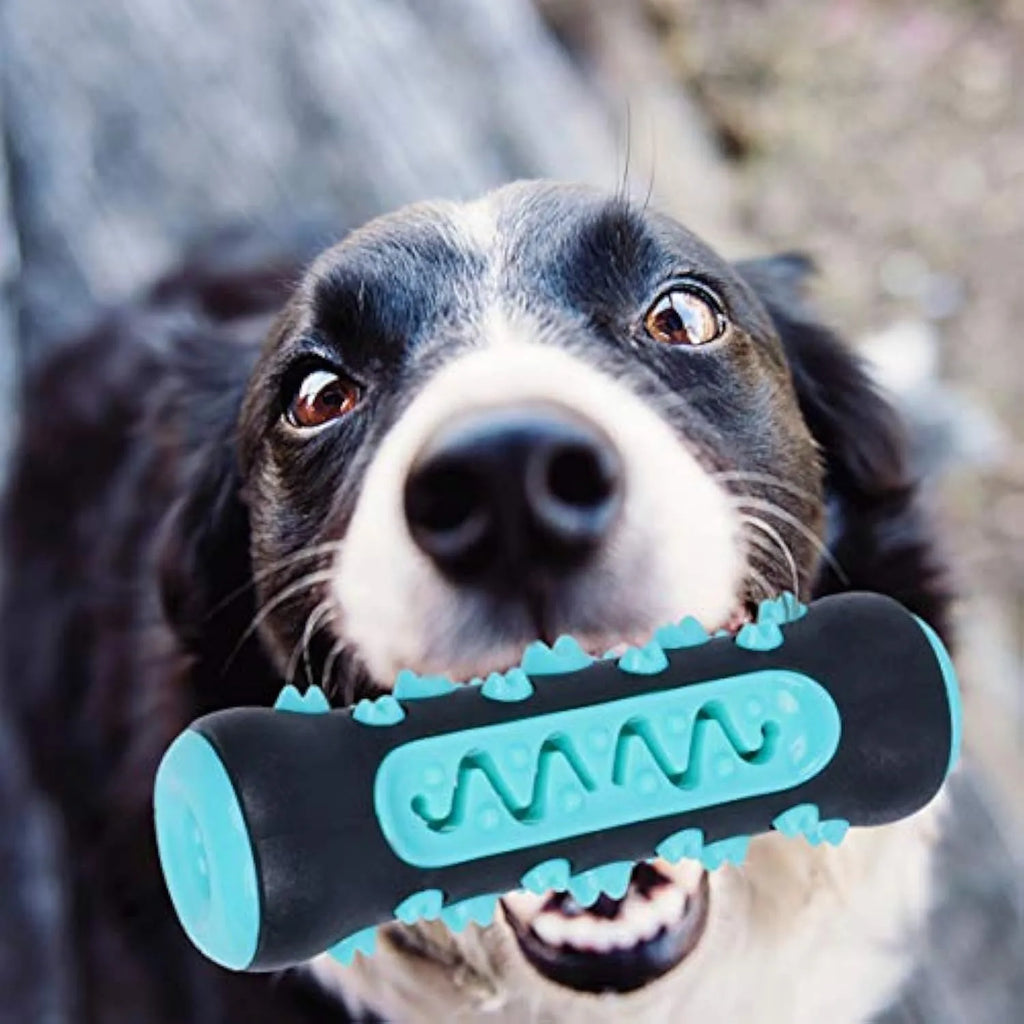 Natural rubber dog toothbrush chew toy in four colours: black/blue, blue, green, and yellow