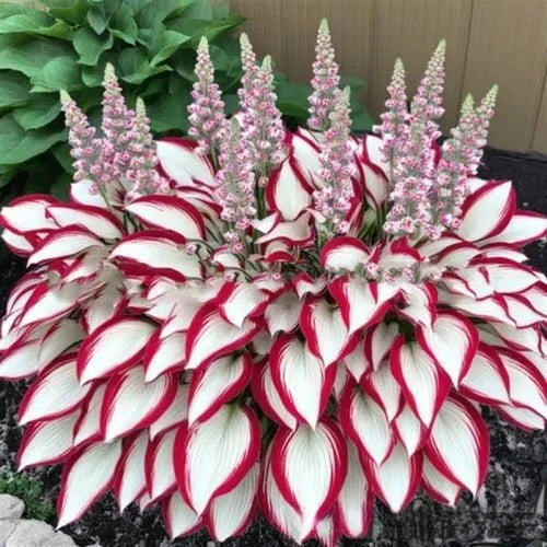 Pack of Coloured Leaves Jade Barrettes potted flower seeds showing 50 tablets in OPP packaging.