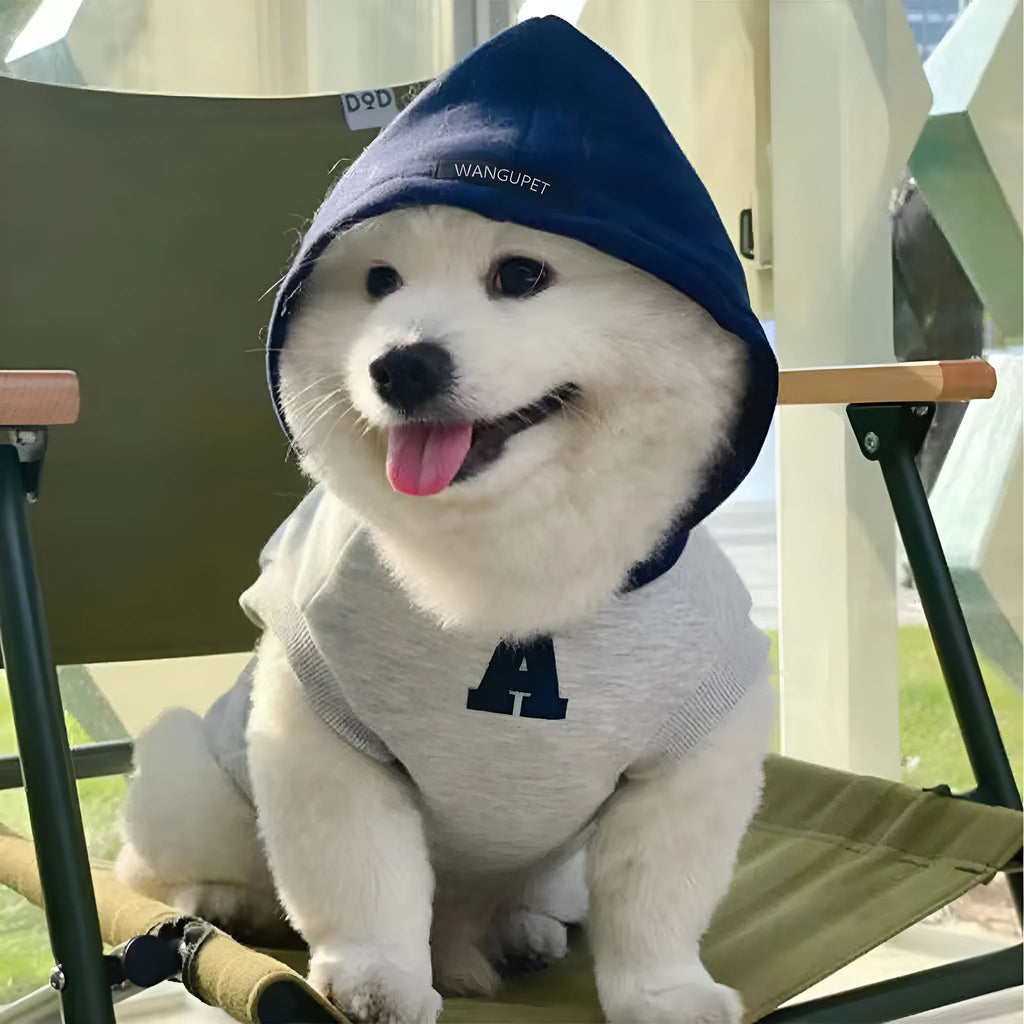 Blue and white colour-block pet hoodie with reflective letters on a dog