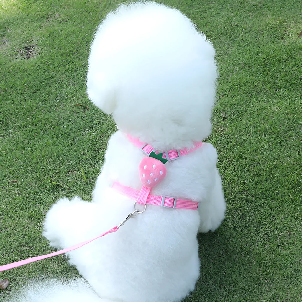 Reflective chest strap vest-style small dog walking lead in carrot colour with adjustable hand-holding rope